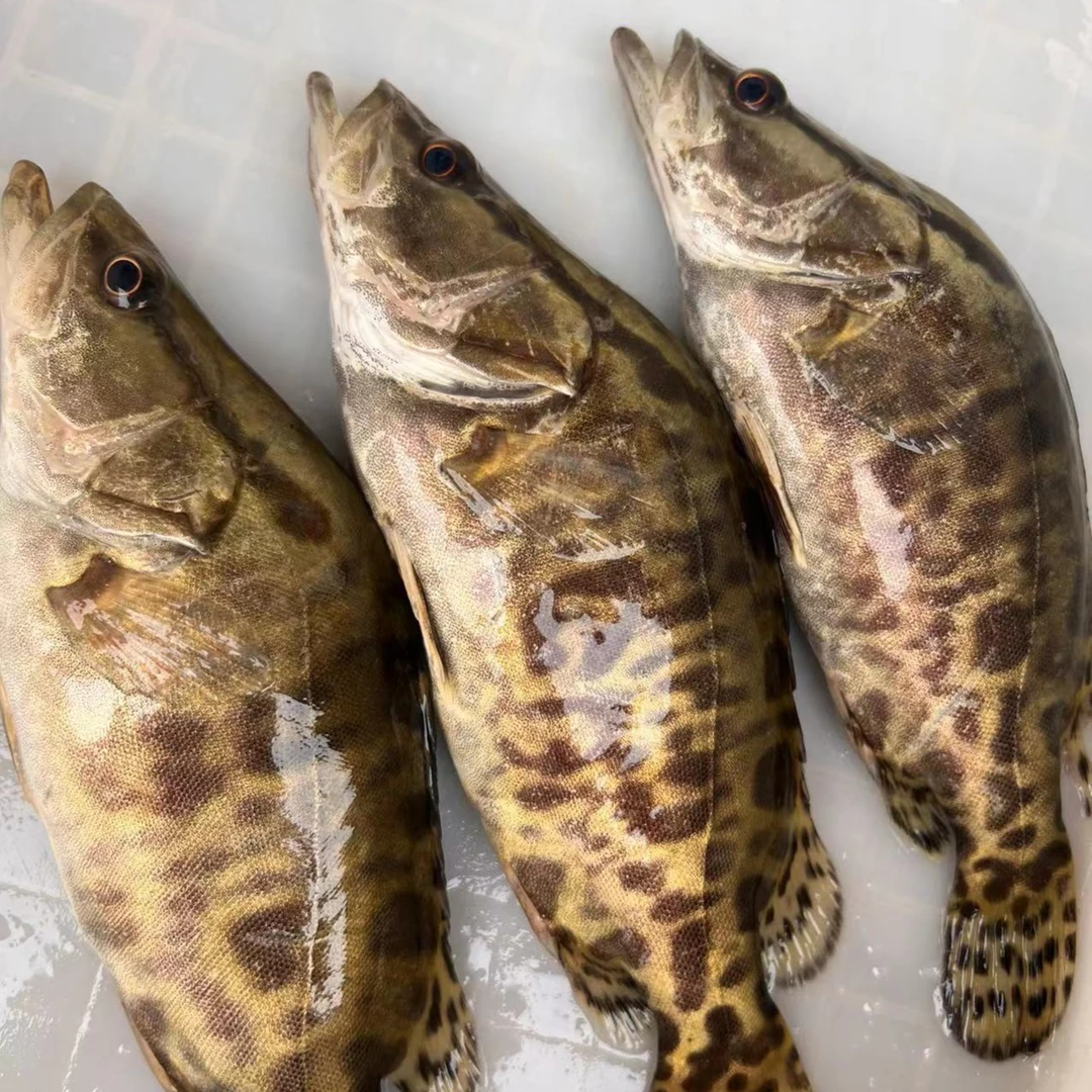 山东大湖野生桂鱼鳜鱼，冷链发货
