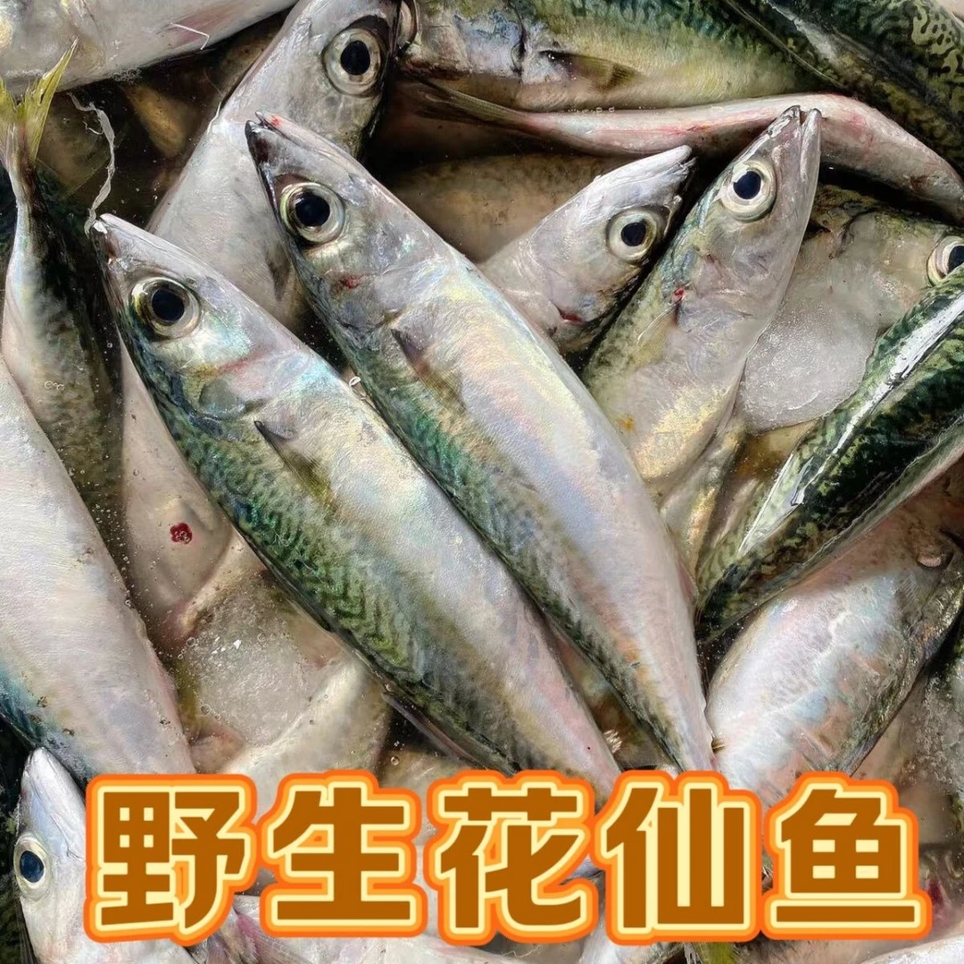 新鲜 青占鱼  花仙鱼  鲐鲅鱼  大号一斤两条到手5斤净重10条左右