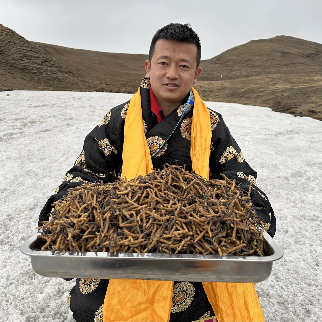 （西木推荐）1500头西藏那曲冬虫夏草虫草干货送礼正品自用50根起拍