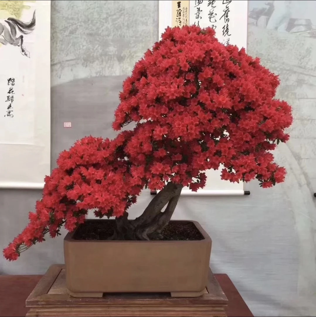 花语境杜鹃花（不包邮）付款2号