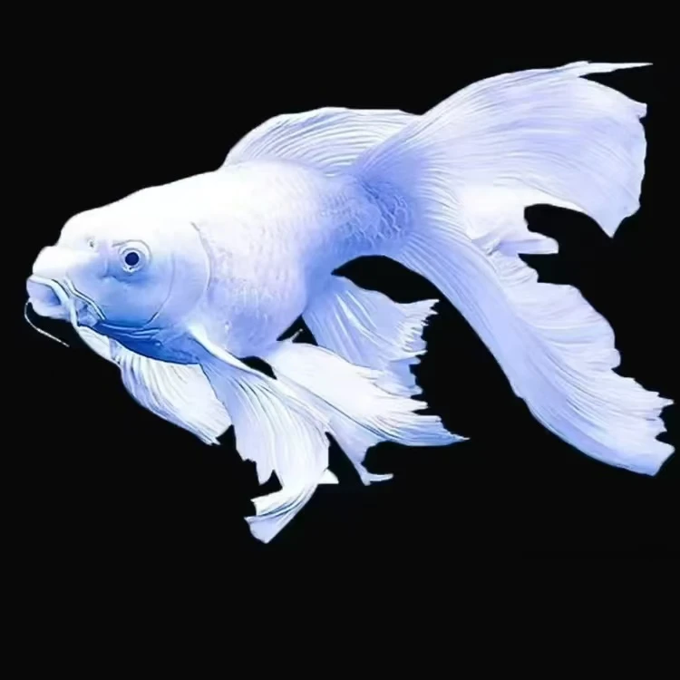 三胖蝴蝶鲤观赏鱼『可改价链接』