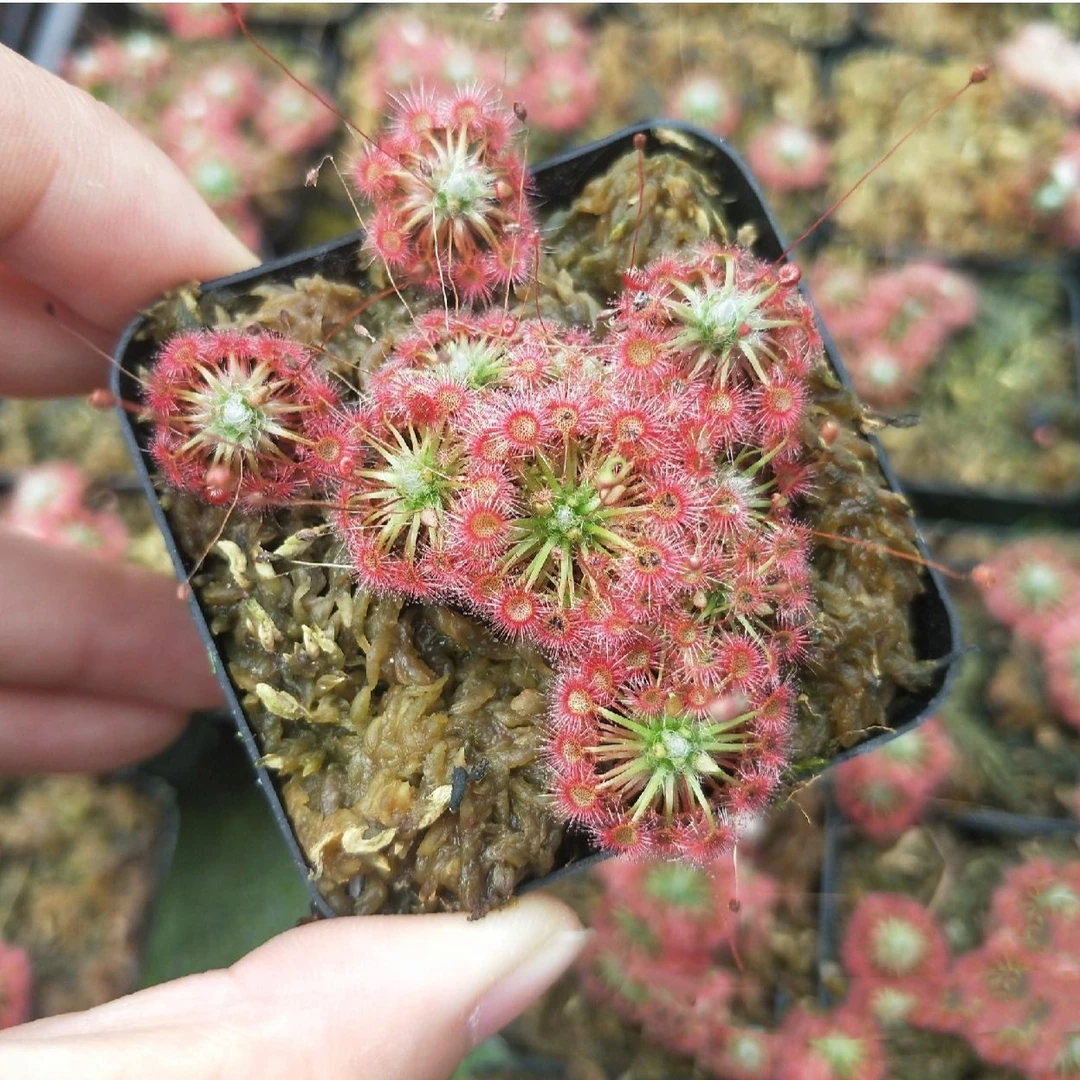 月亮湖迷你茅膏菜 食虫植物捕虫草驱蚊食人花绿植小型品种捕蝇草