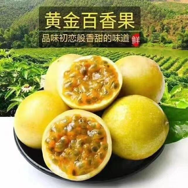 钦蜜久号黄金百香果嫁接苗超甜大果百香果苗四季爬藤南方种植大果