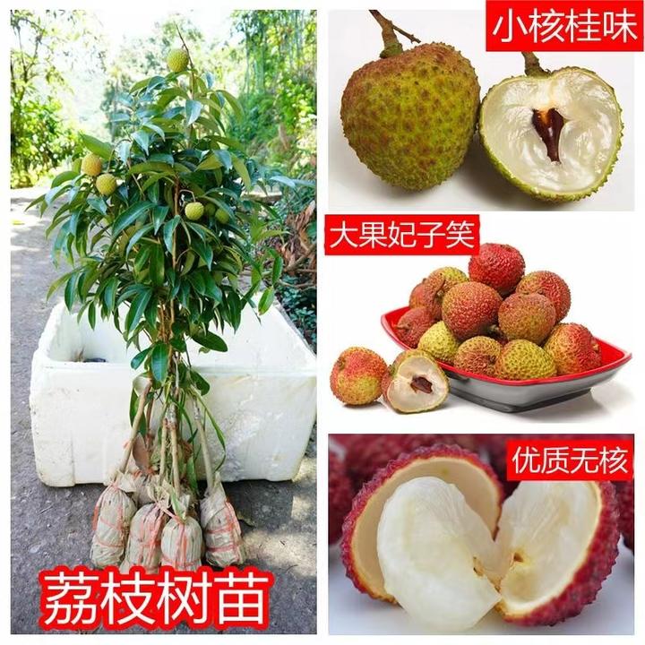 新品种冰荔枝苗带土带叶嫁接桂味盆栽地栽仙进奉早熟南方果树苗