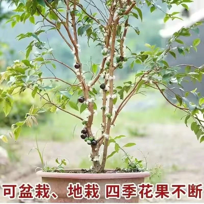 嘉宝果树苗正宗树葡萄四季早生嘉宝果南北方可种植结果嘉宝果树苗