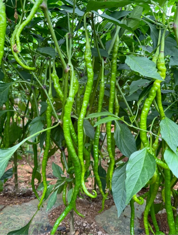贵州大方新辣椒青皱椒农家种植本地鸡爪辣500g起包邮