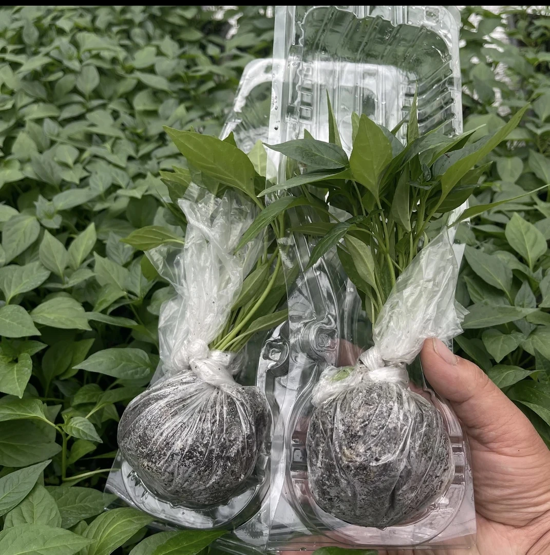 贵州大方皱椒苗香辣中辣辣椒秧苗阳台盆栽露天种植