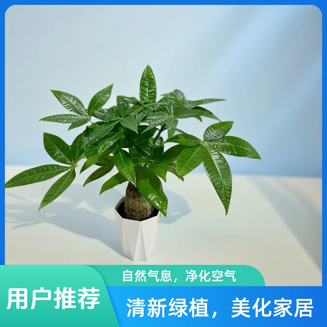 大象腿发财树白色钻石盆简约款适合办公室茶几桌面小盆栽净化空气