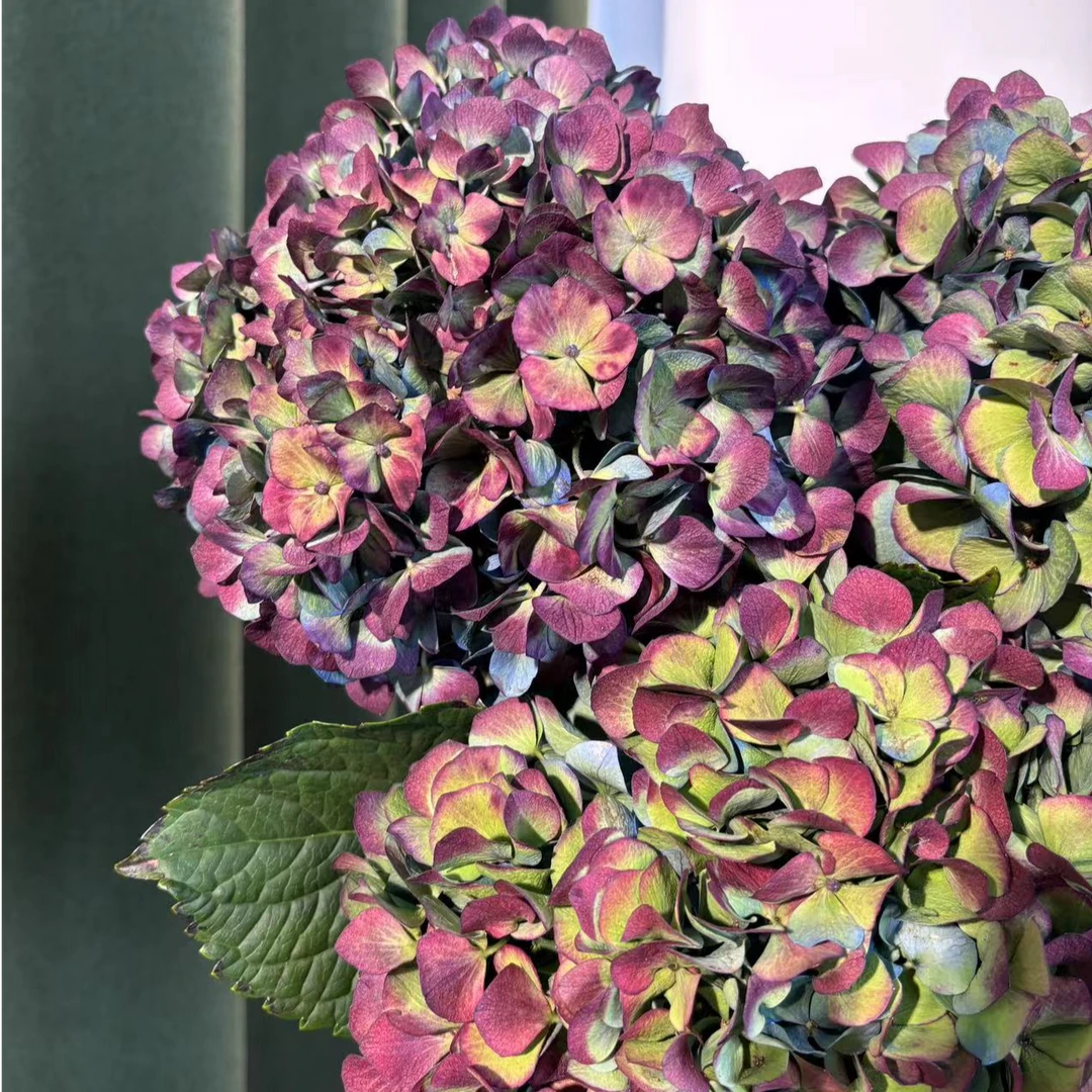 复古秋色绣球鲜切花可做干花