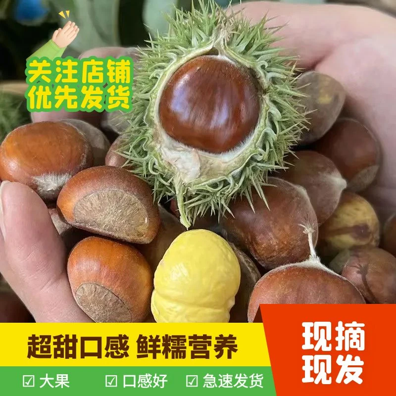 新鲜板栗2025年贵州高原栗子农户直发油板栗甜糯即食1/3/5斤装