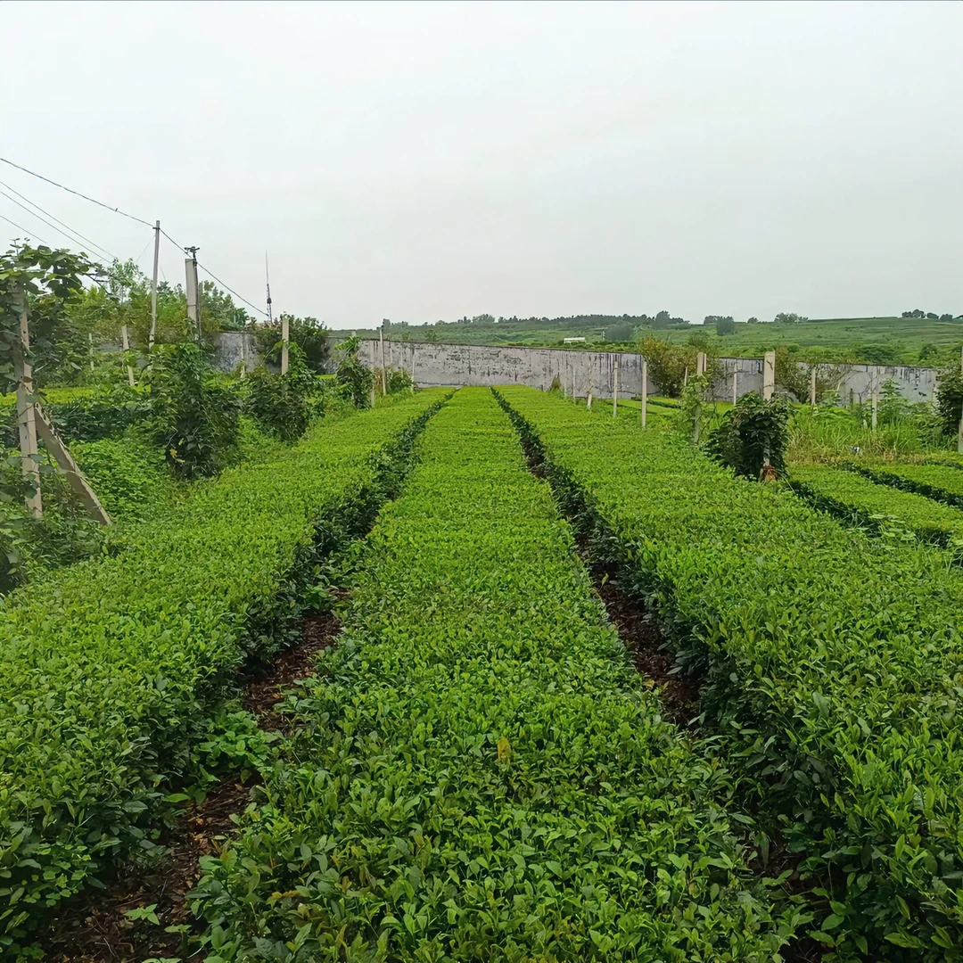 崬陽春无公害认证黄豆喂养豌豆鲜或花香好茶