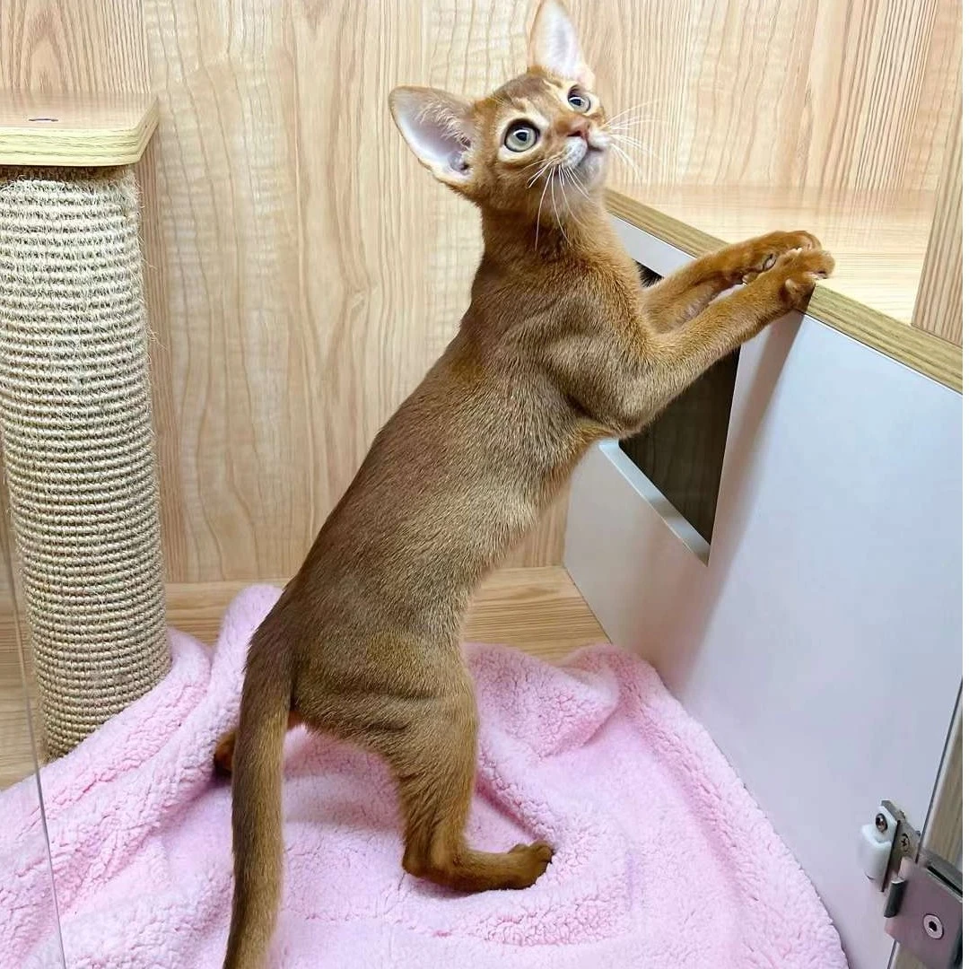 红阿比弟弟 阿碧西尼亚小猫咪
