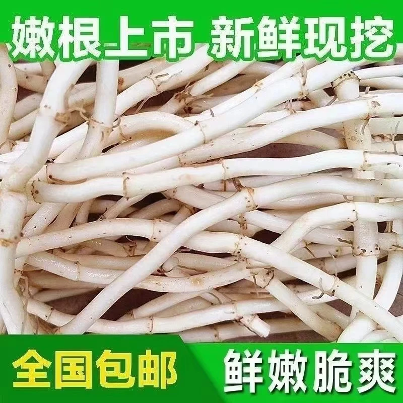 新鲜现挖发货农家自种鱼腥草折耳根节节根侧耳根健康营养凉拌蔬菜
