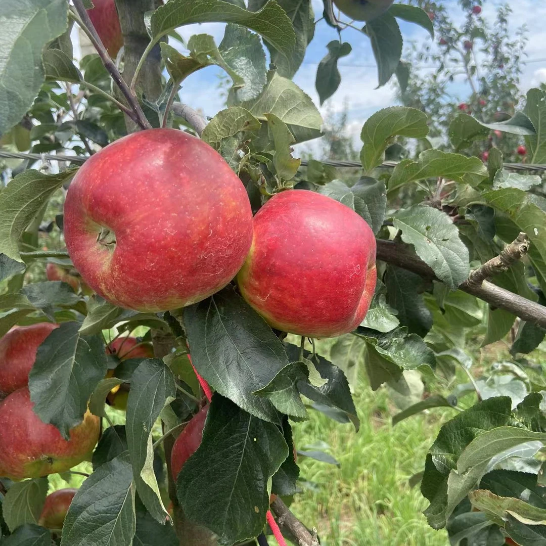 云南昭通早熟苹果红露纯甜苹果新鲜优选脆甜现摘纯甜重量2.5斤