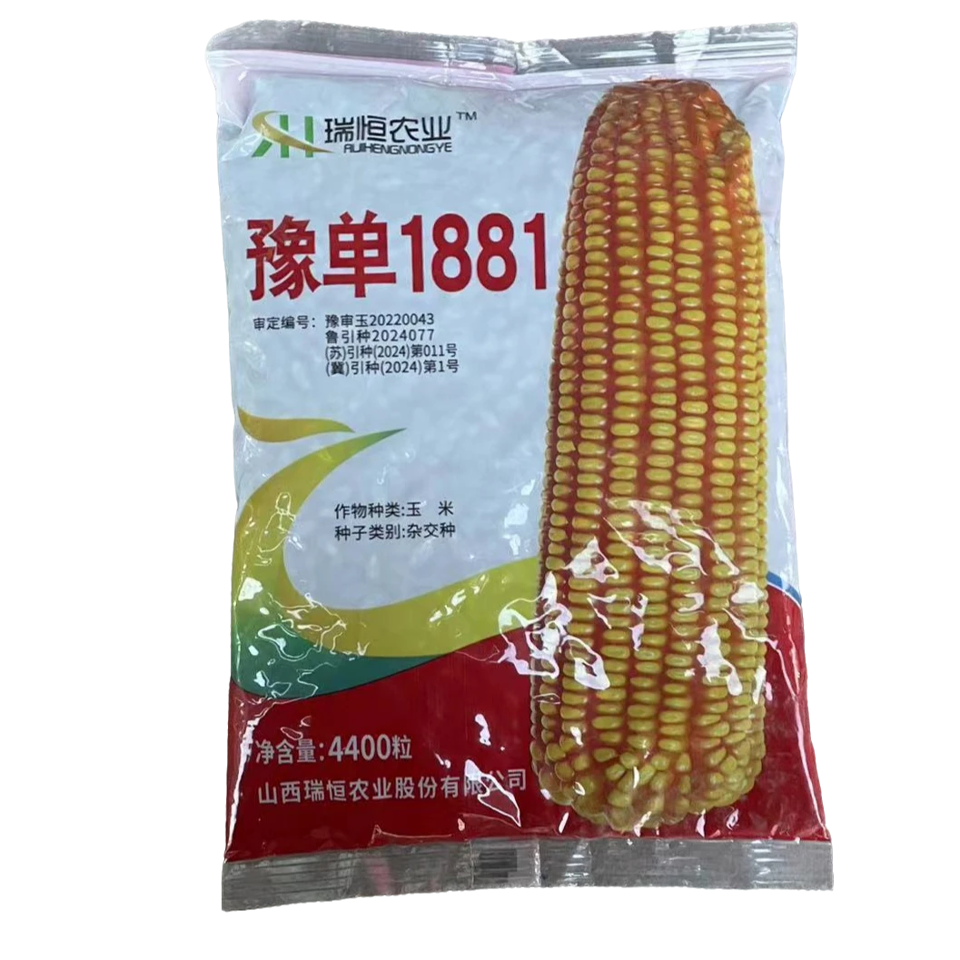 豫单1881，高产大穗4400粒精选玉米种