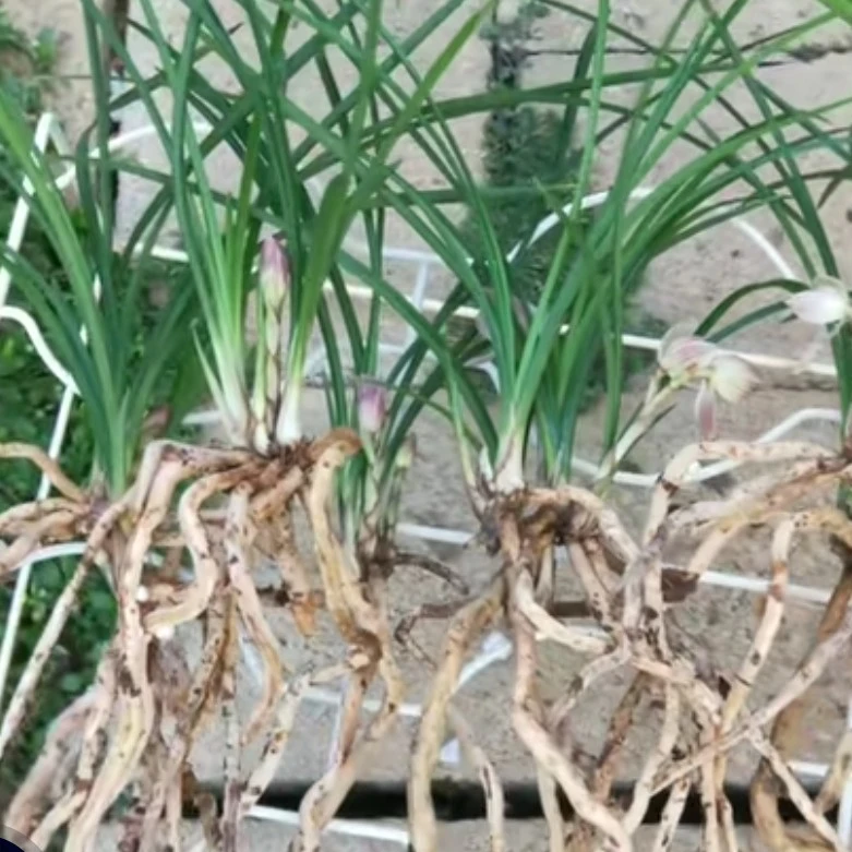 莲瓣兰看直播对应下单！！