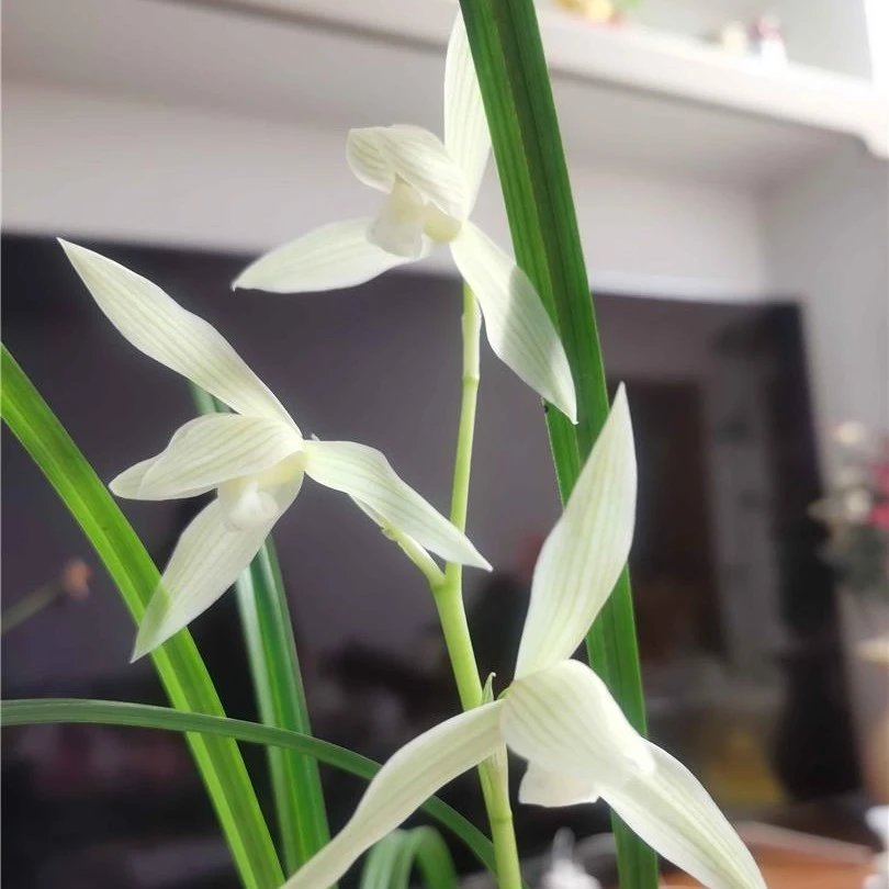 云南兰花国兰2号