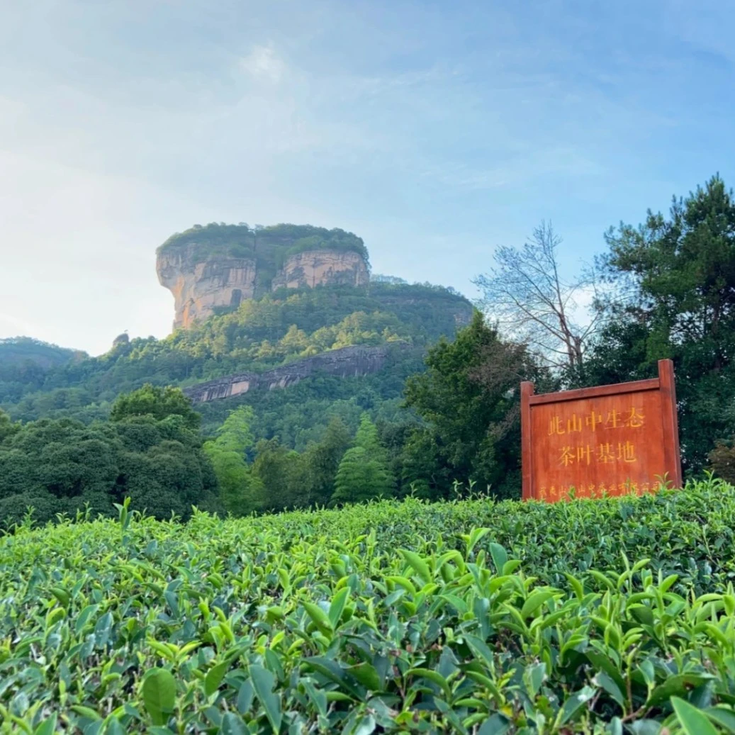 年终大促【千钧一发11】武夷岩茶大红袍组合
