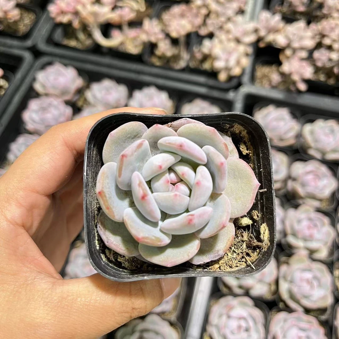 保福多肉园艺    满18元包邮（偏远地区除外）综合1