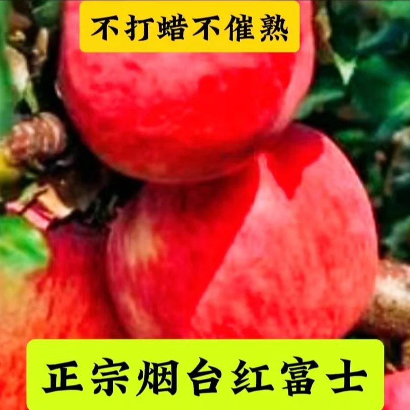 正宗烟台红富士苹果皮薄不打蜡脆甜多汁