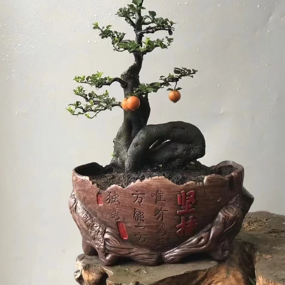 金弹子盆景一物一拍
