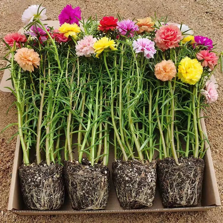 【带根带土带花苞】太阳花苗混色重瓣盆栽花四季开花室外阳台庭院