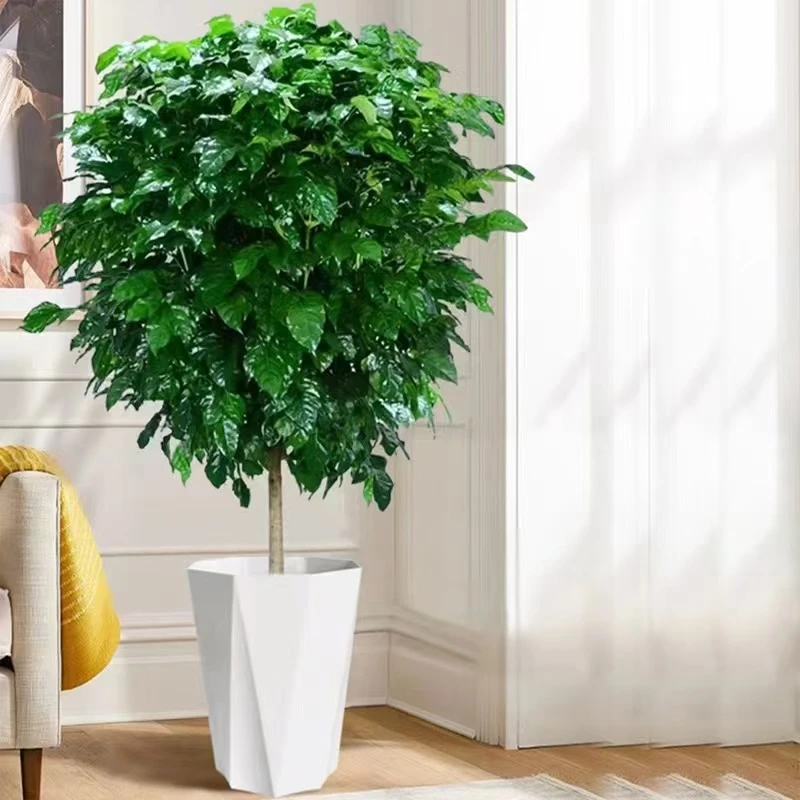 幸福树1.1-1.2米客厅盆栽大老桩单杆棒棒糖平安树室内落地四季常