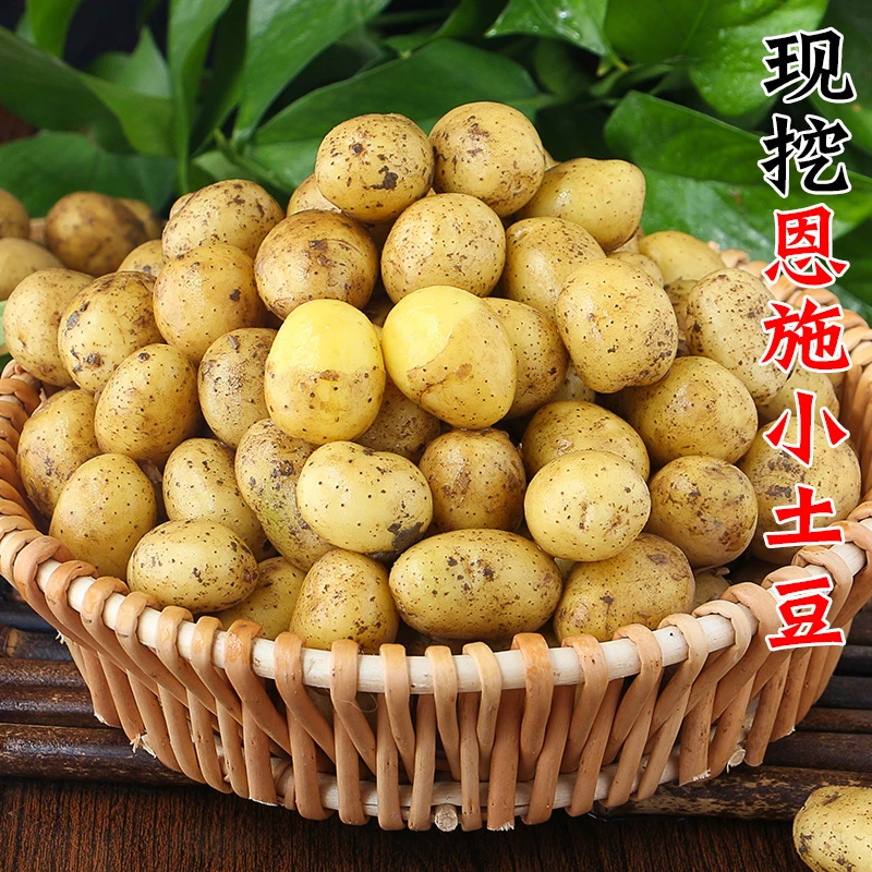 恩施小土豆高山富硒农家新鲜现挖士豆洋芋粉糯黄心马铃薯清香细腻