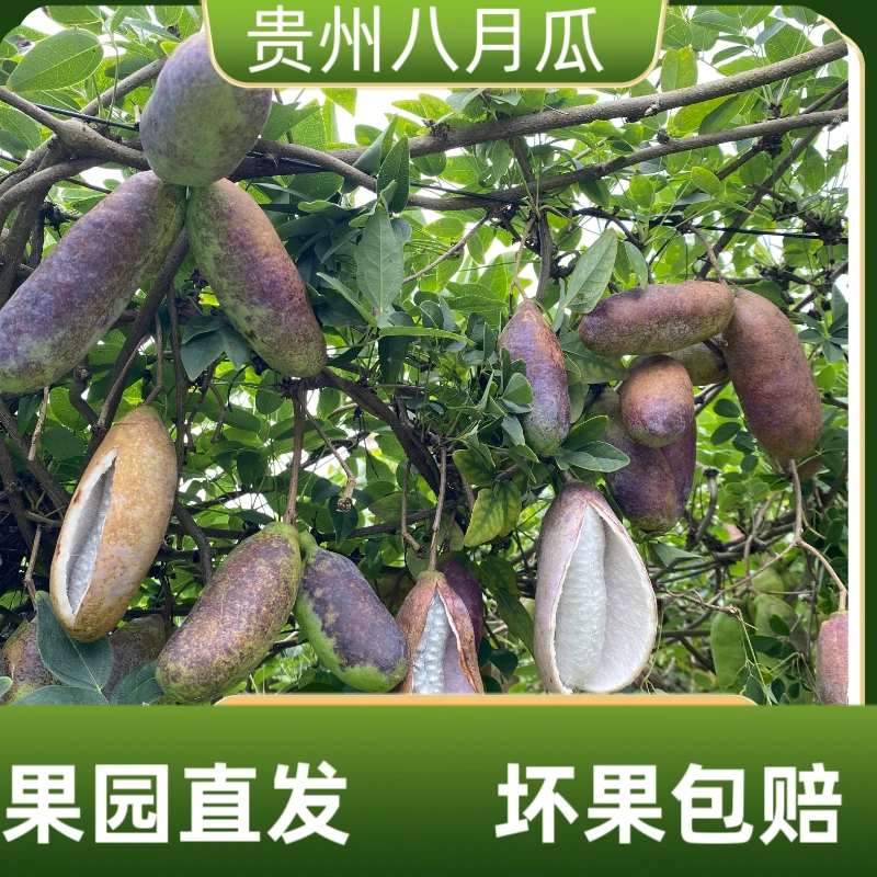 贵州当季八月瓜牛滚瓜八月炸3斤5斤8斤