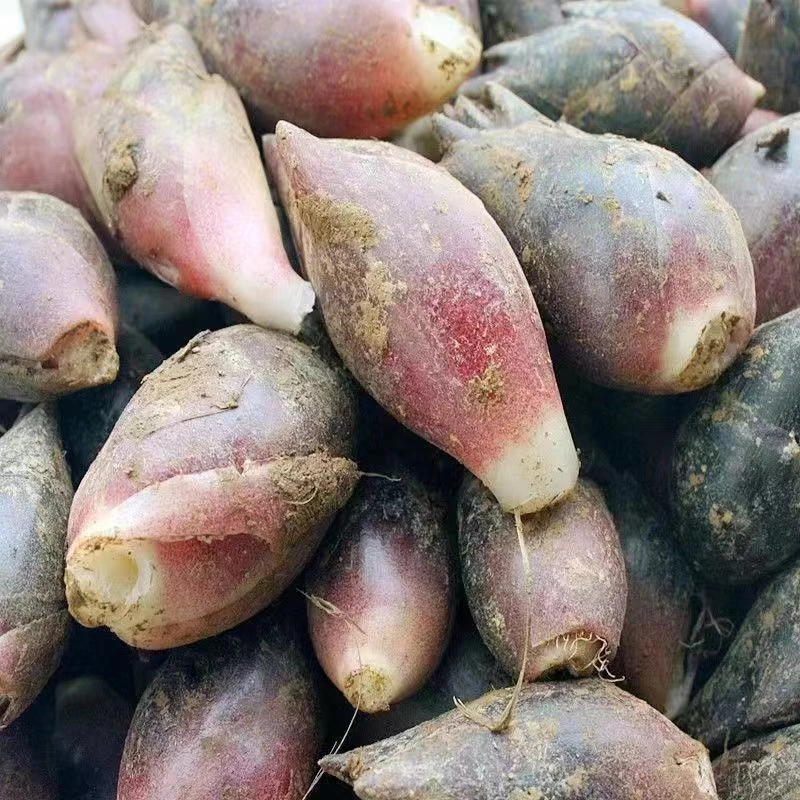 贵州当季阳荷新鲜采摘洋荷