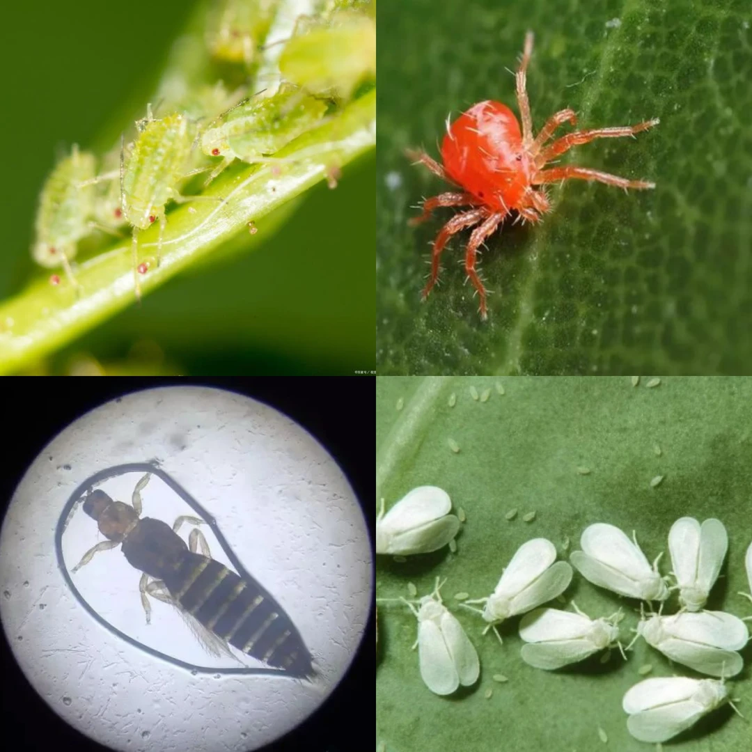 s-蟲-合集，果蔬、大田小工具，一套10桶水