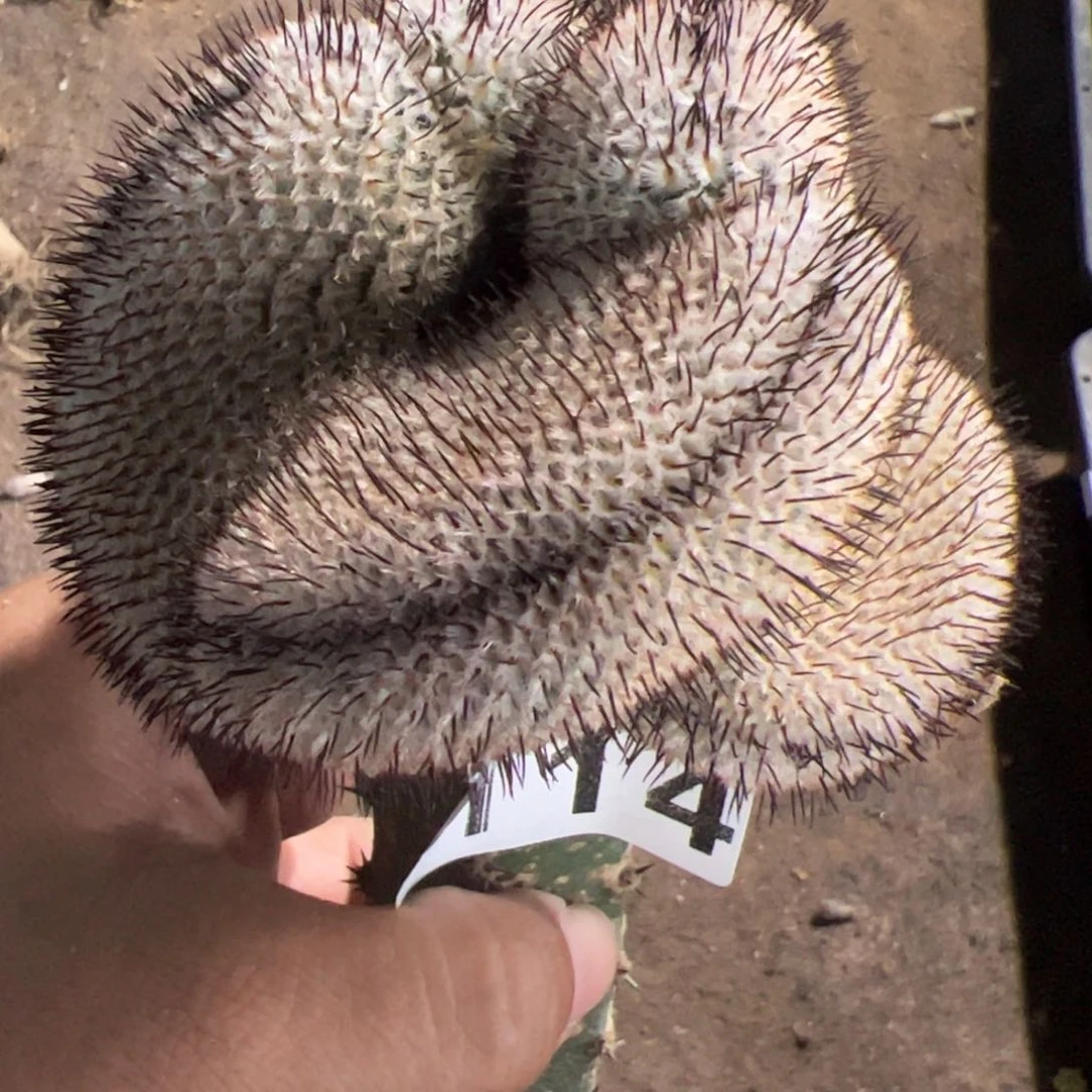 直刺佩雷缀化仙人球114