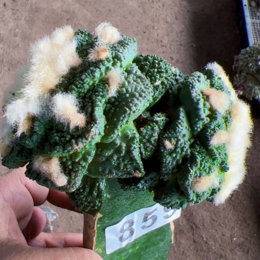 双头龟甲牡丹仙人球859