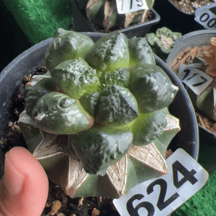 蛋尤光面连山牡丹624