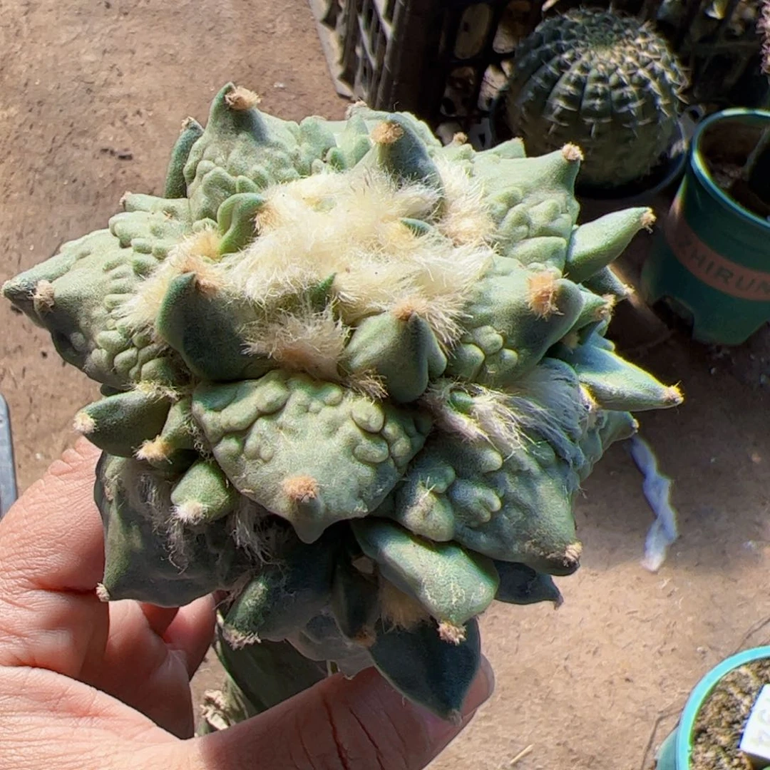 @***姐龙芽怒涛杆子缺水423