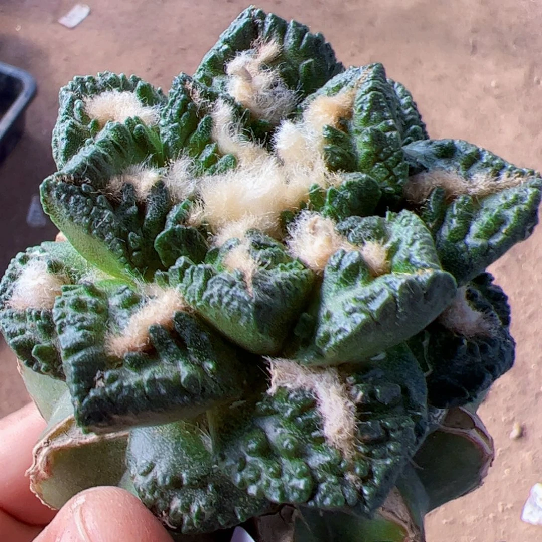 龟甲牡丹仙人球638