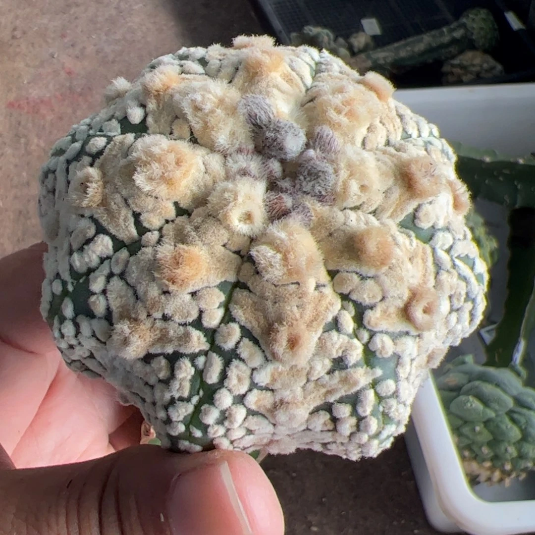 浓白海星v兜仙人球171