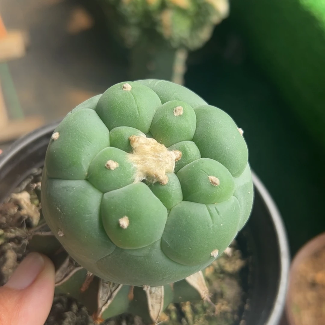 苗接大尤仙仙人球409