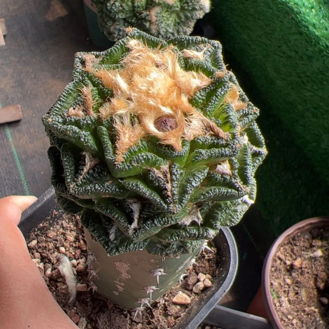 辛顿牡丹仙人球492