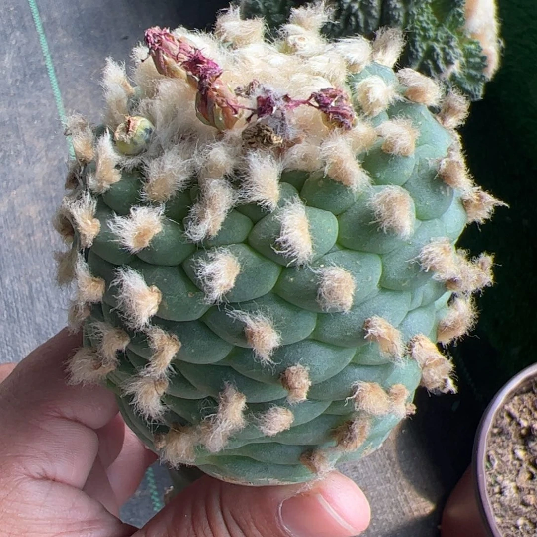 长毛密尤仙仙人球393