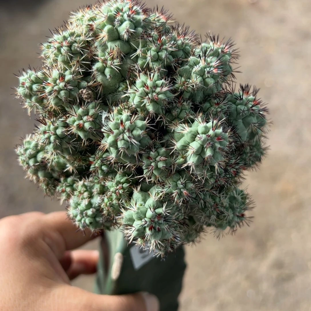 帝王丸群仙人球923