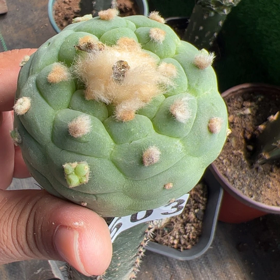 大尤仙仙人球503