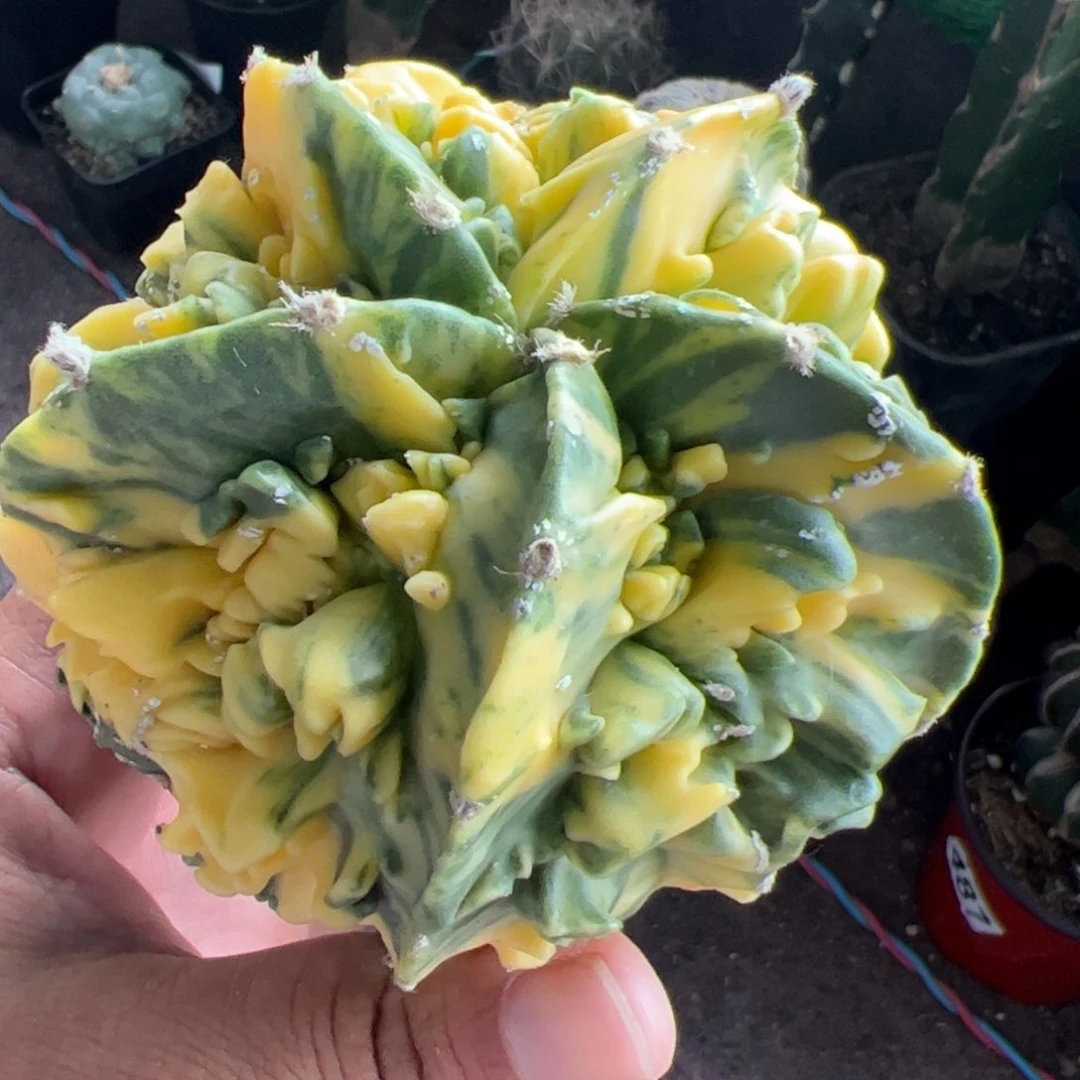 核桃锦仙人球377