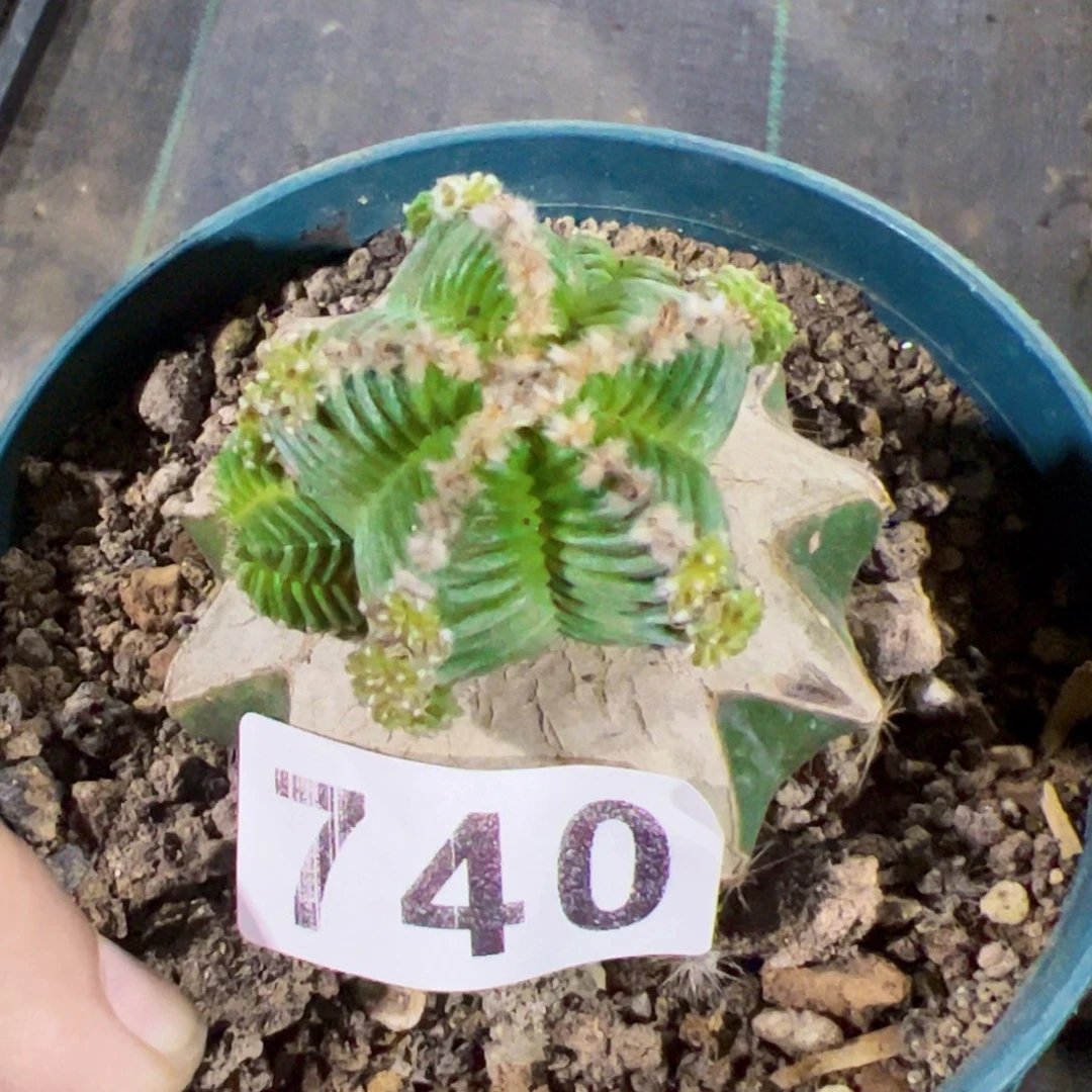 五星花笼仙人球740