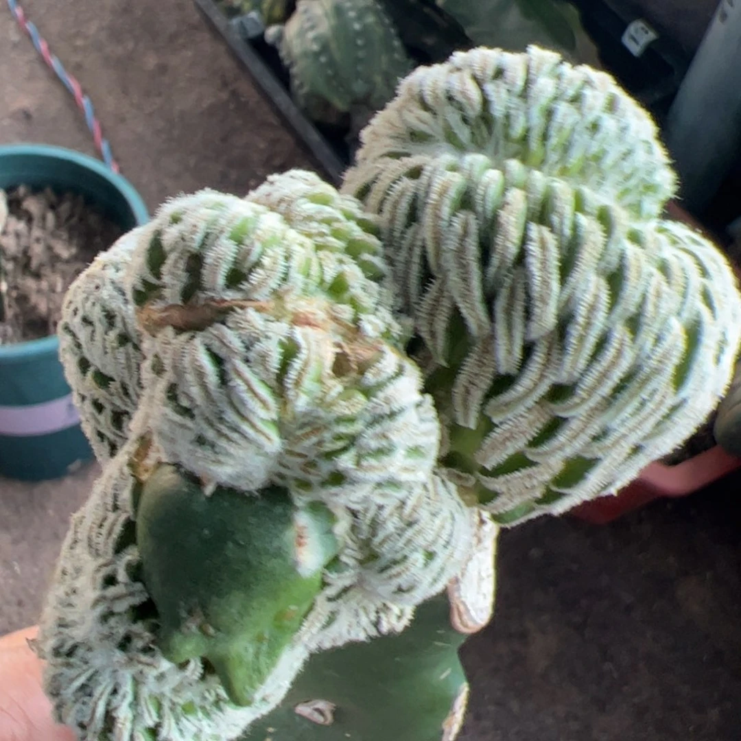精巧丸缀化仙人球359
