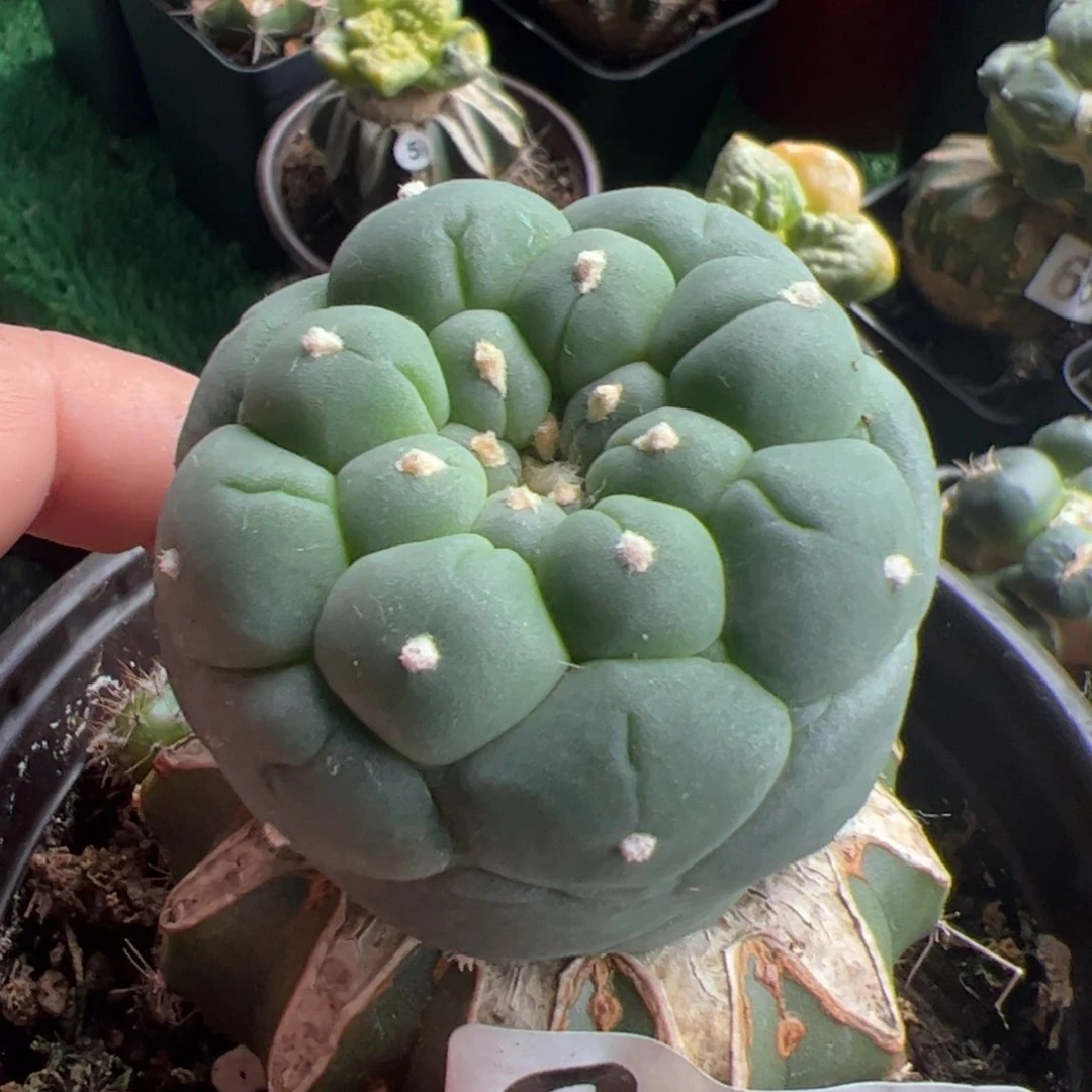 苗接大尤仙仙人球867