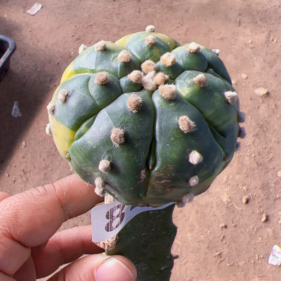龟甲复棱兜锦842