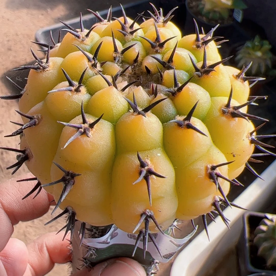 黑刺凤头锦仙人球897