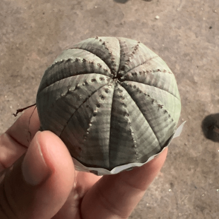 布纹球仙人球187仙人球