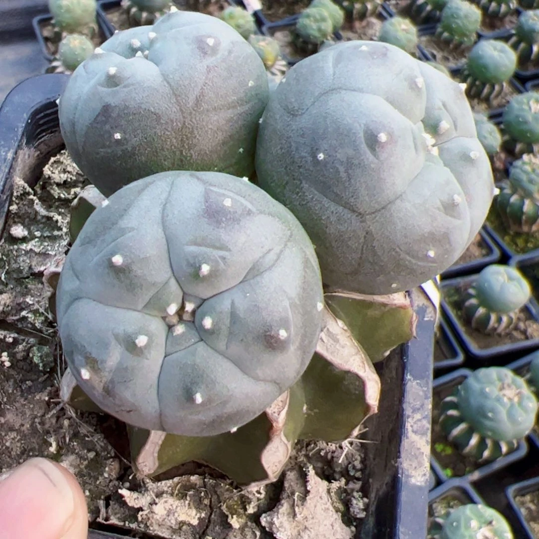 三头乌仙仙人球225